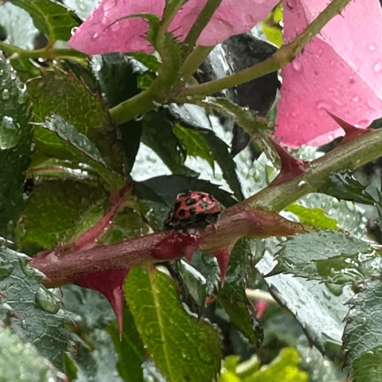 Spring gardening tasks to keep your garden looking great